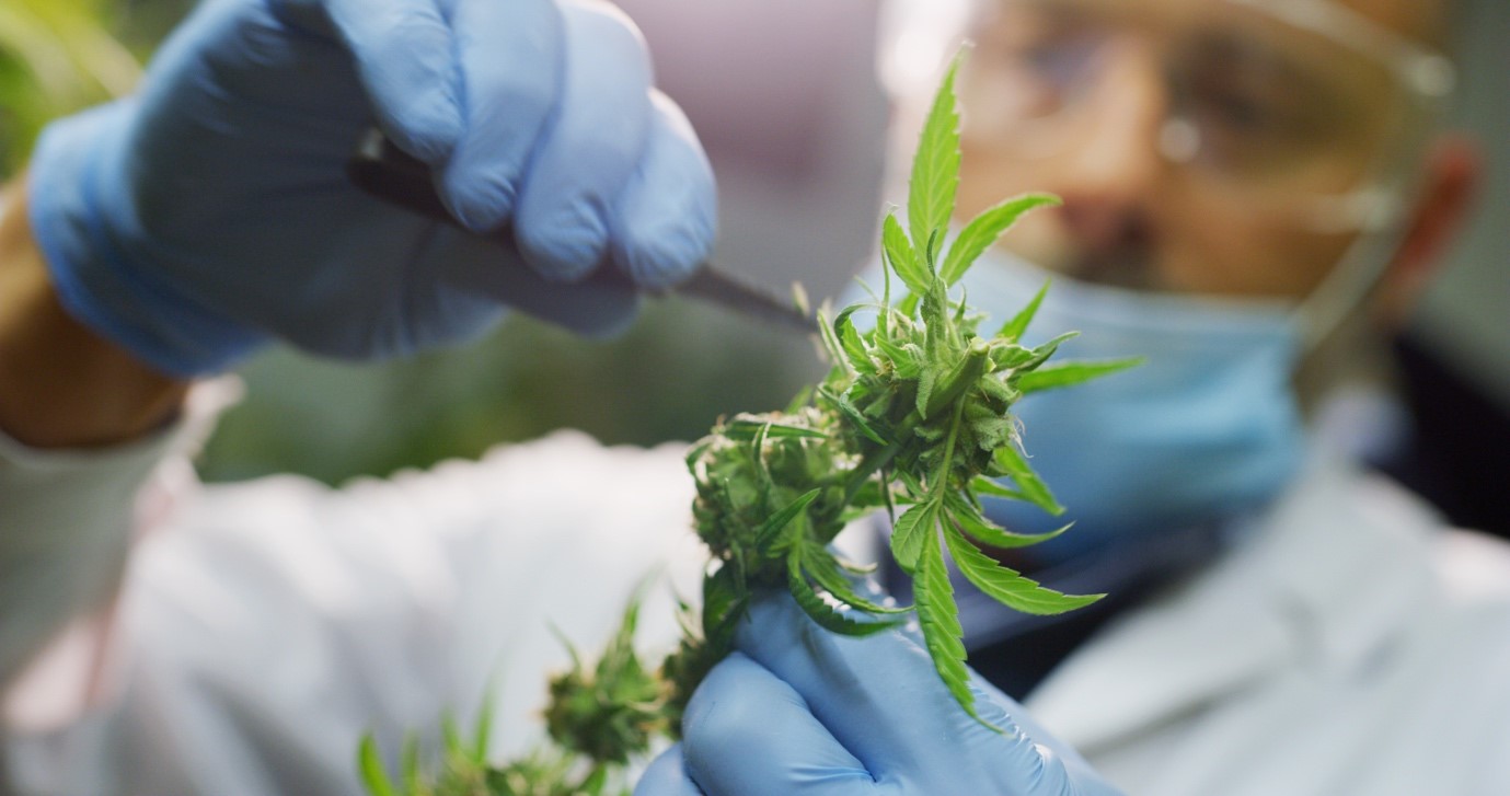 Image showing a researcher examining a cannabis plant